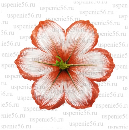 Г-218 Голова амараллиса атласного image 1