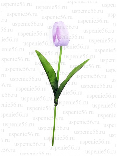 Тюльпан одиночный